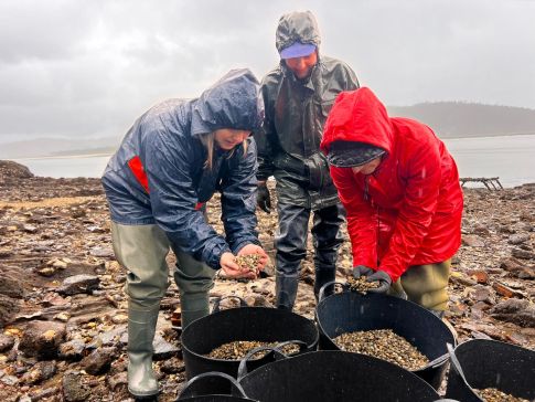 A Deputación colabora coa Asociación de Mariscadoras de Cariño na semente de ameixas na praia de Figueiras