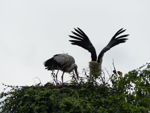 Concesión definitiva de axudas para actividades e investimentos de entidades ambientais 2025