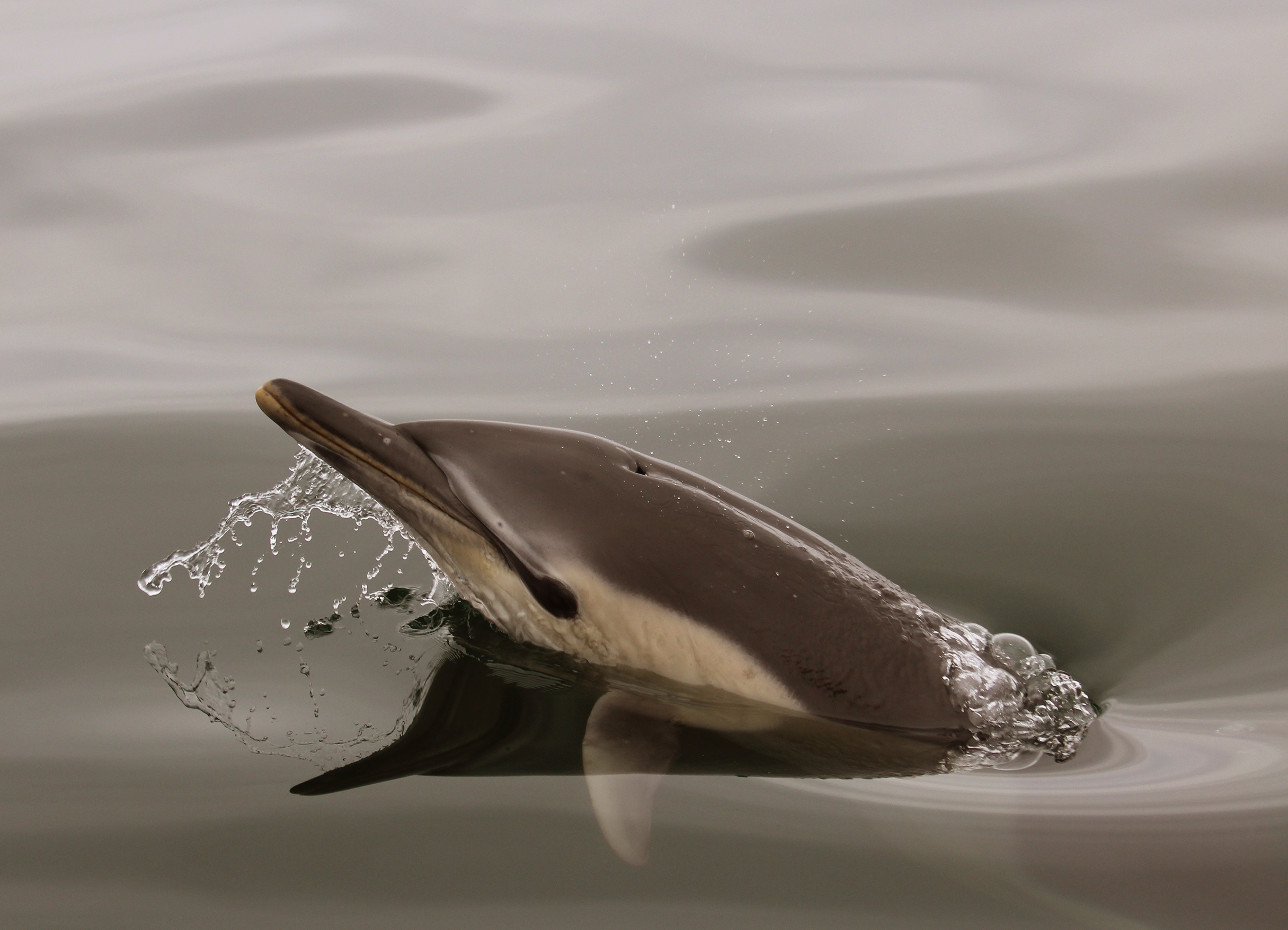 Golfiño común Golfiño común