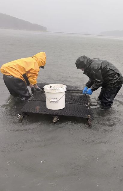 A Deputación da Coruña apoia o marisqueo na Ría de Cariño impulsando a recuperación produtiva de ameixa
