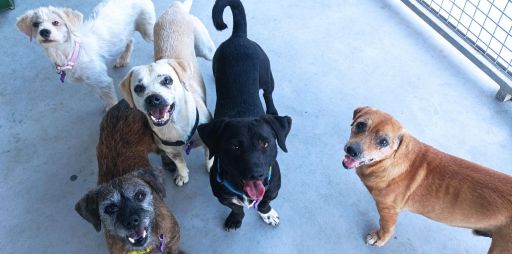 A Deputación da Coruña apoia con 179.000 euros o traballo das protectoras de animais da provincia