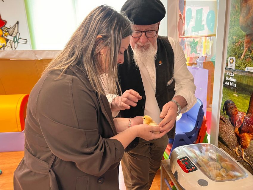 Os poliños que naceron hoxe na Escola Infantil A Rolada de San Sadurniño para lles ensinar as e os máis pequenos o valor do noso rural