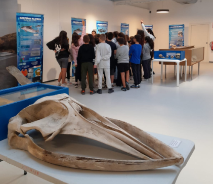 A Deputación da Coruña organiza en Arteixo 10 visitas guiadas, para alumnado de Infantil e Primaria, á expo Golfiños na Proa